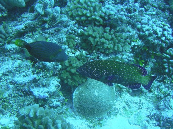48- Un baliste strie en conversation avec un merou celeste 